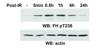 FH (Phospho-Thr236) Antibody