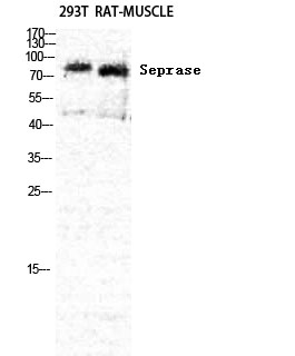 Seprase Polyclonal Antibody