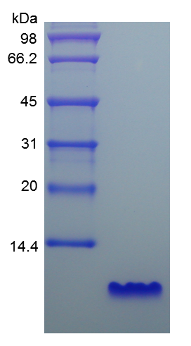 Recombinant Human Epidermal Growth Factor ( rHu EGF )