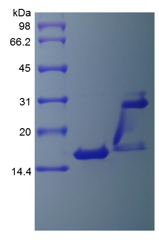 Recombinant Human Interleukin-17(rHu IL-17)