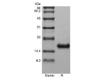 Recombinant Human Interleukin-31(rHu IL-31)