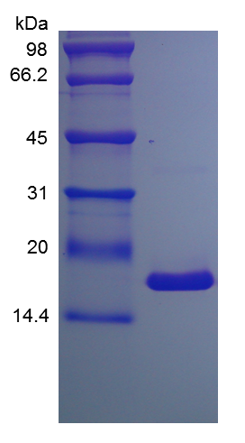 Recombinant murine Tumor Necrosis Factor-a (rm TNF-a)