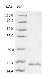 Recombinant Calloselasma rhodostoma Snaclec rhodocytin subunit beta