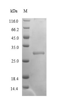 Recombinant Triticum aestivum Glutenin, high molecular weight subunit PC237