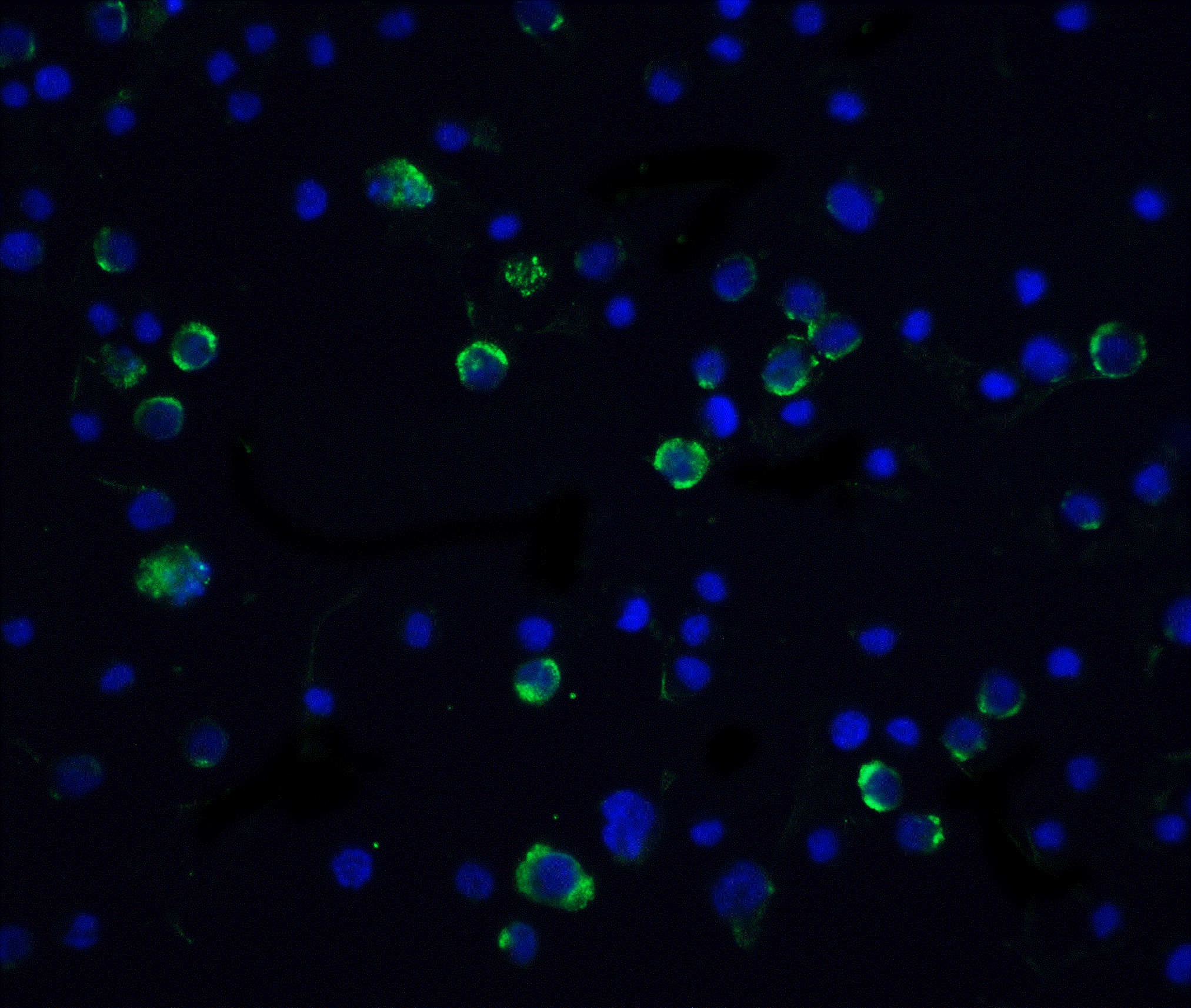 Caspase-10 Antibody