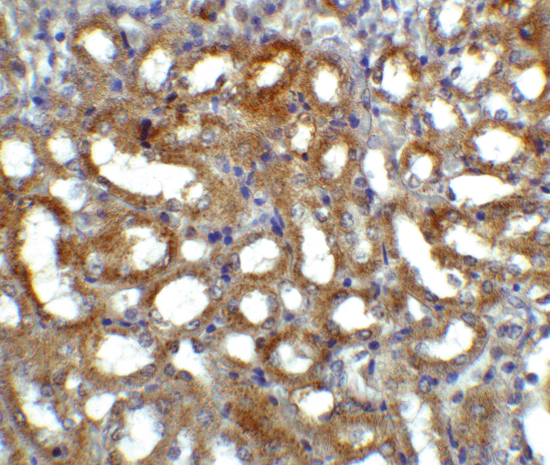 GFR alpha 3 Antibody