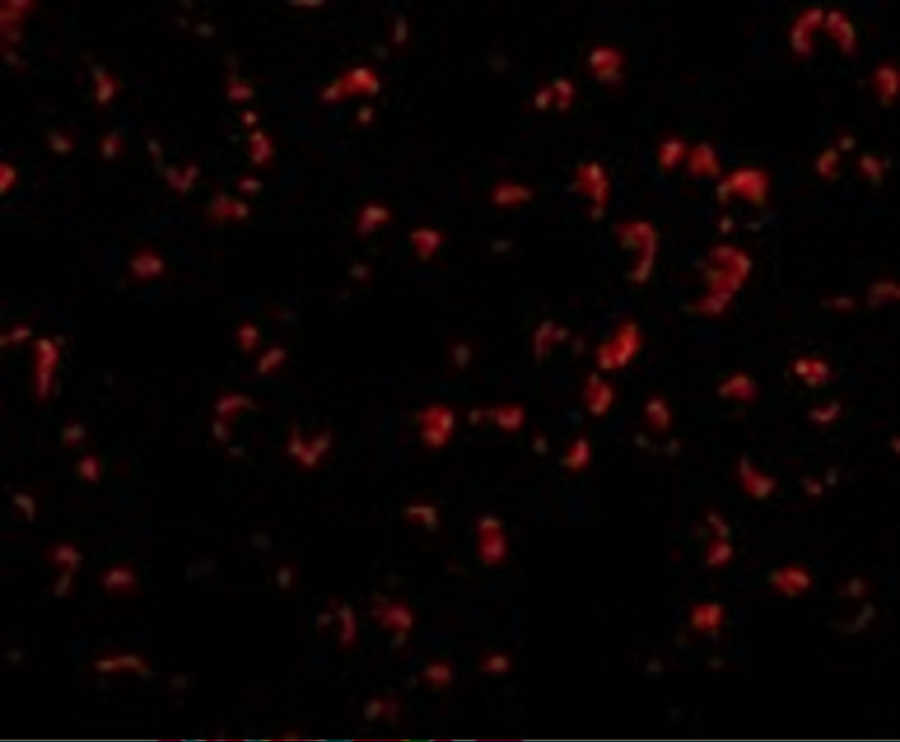 DEDAF Antibody