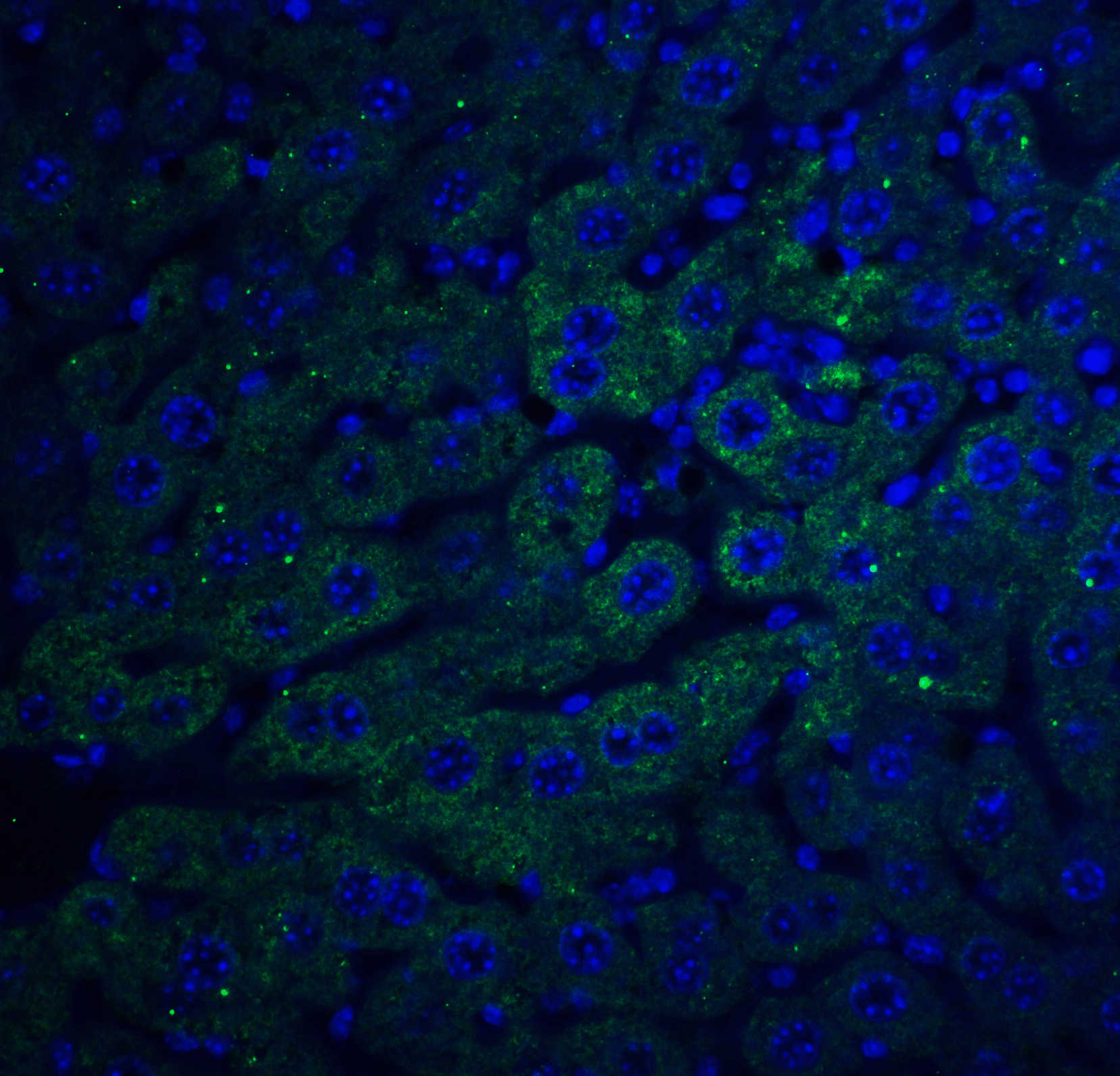 F1A alpha Antibody