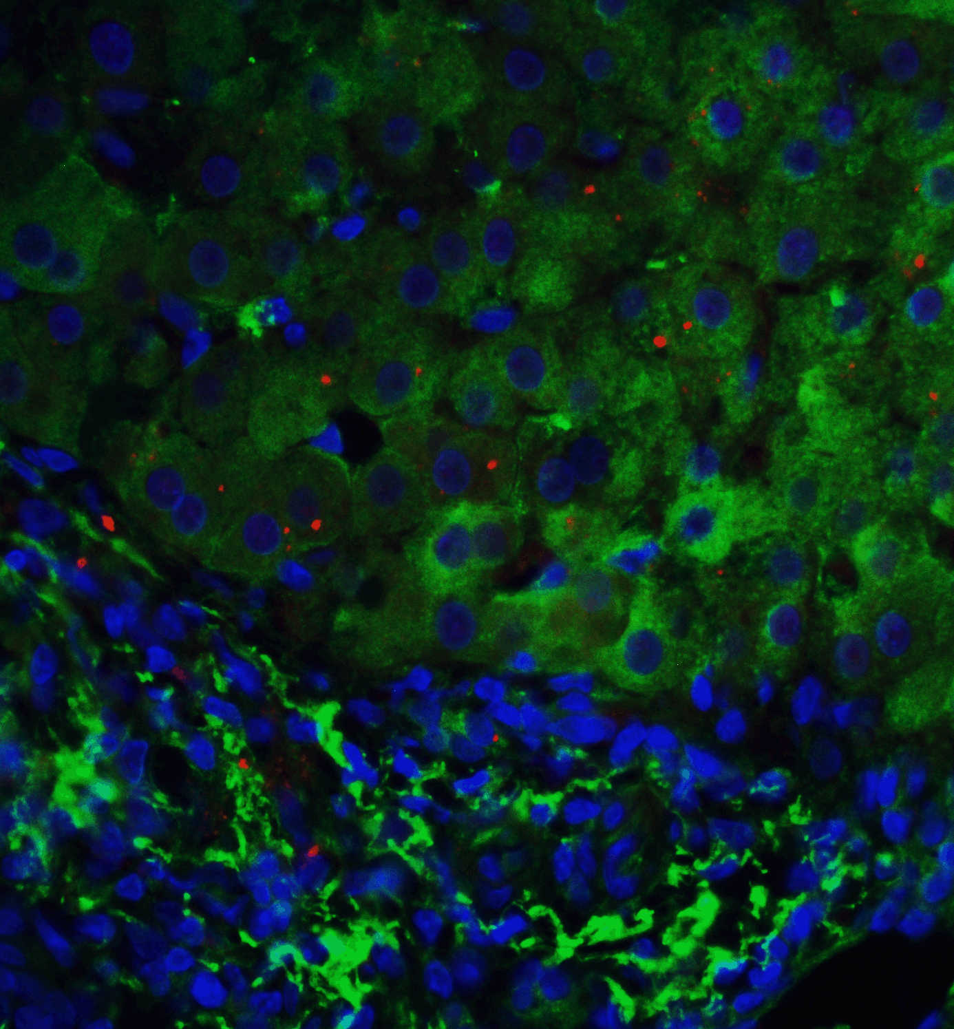 p53DINP1 Antibody