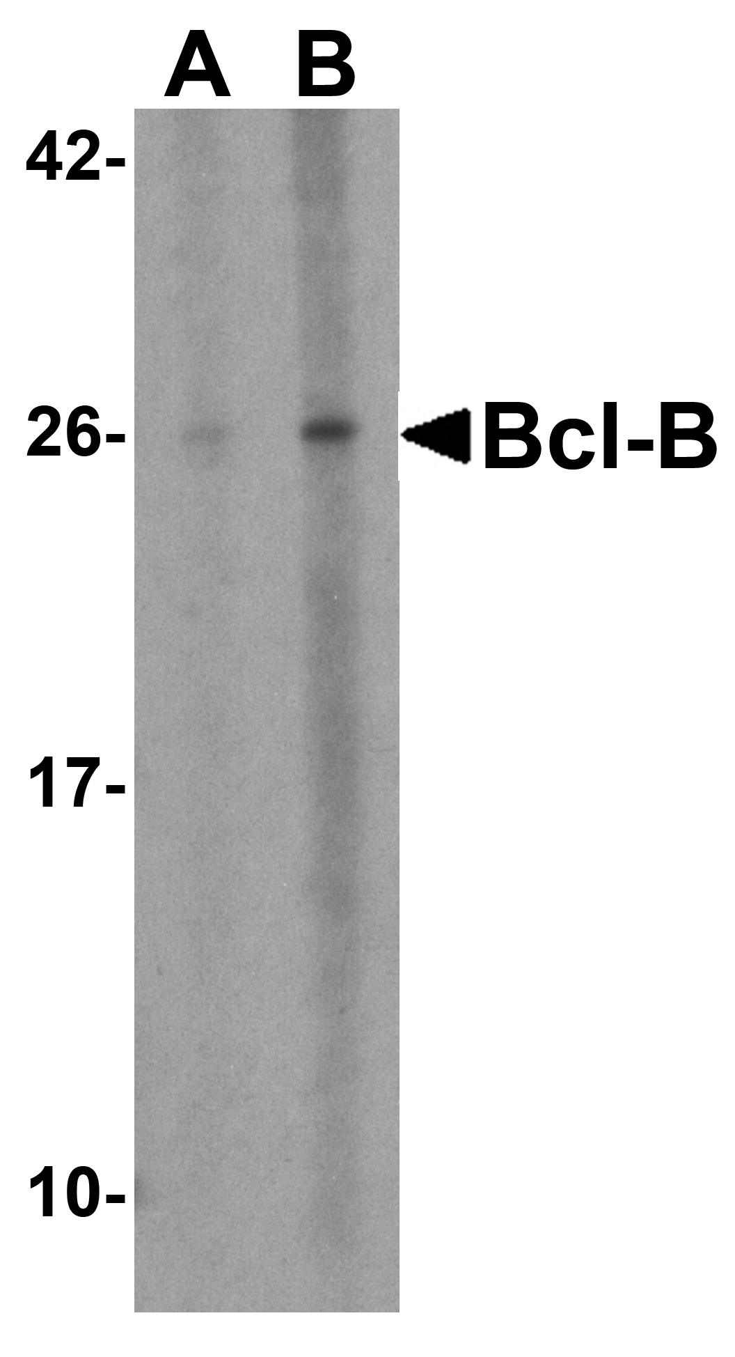 Bcl-B Antibody