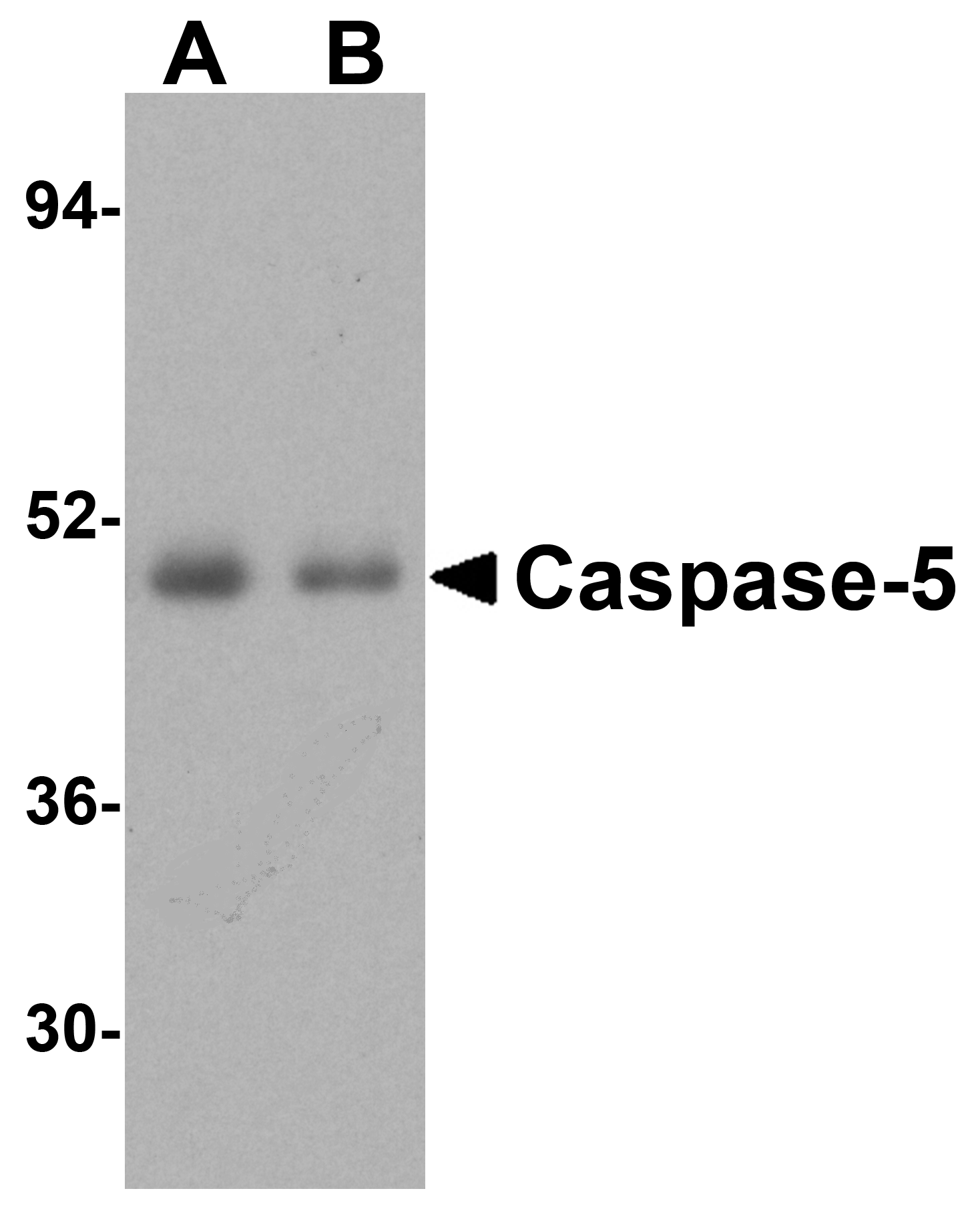 Caspase-5 Antibody