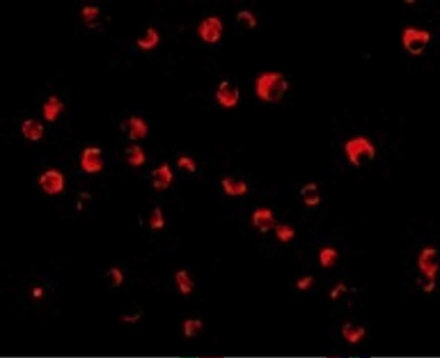 Caspase-8 Antibody