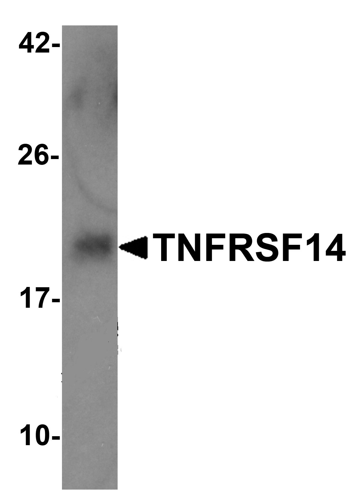 TNFRSF14 Antibody