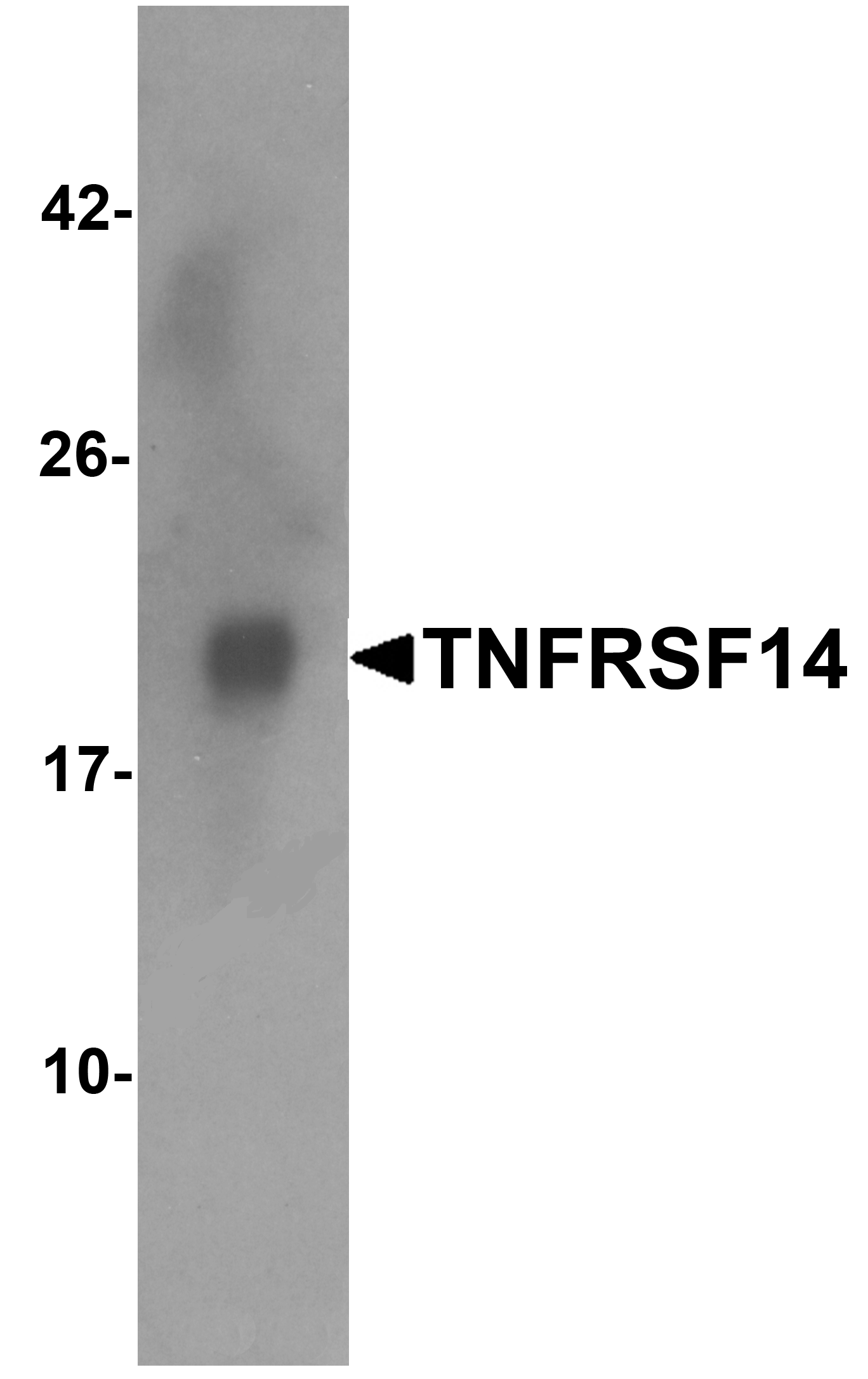 TNFRSF14 Antibody