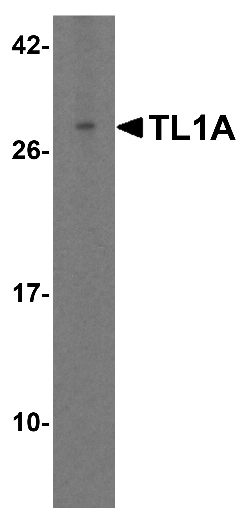 TL1A Antibody - SAB | Signalway Antibody