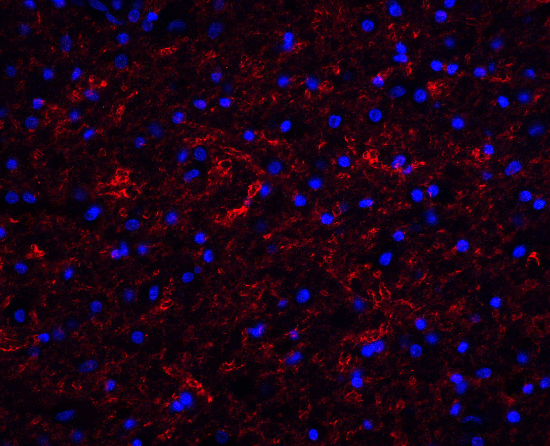 Clusterin Antibody