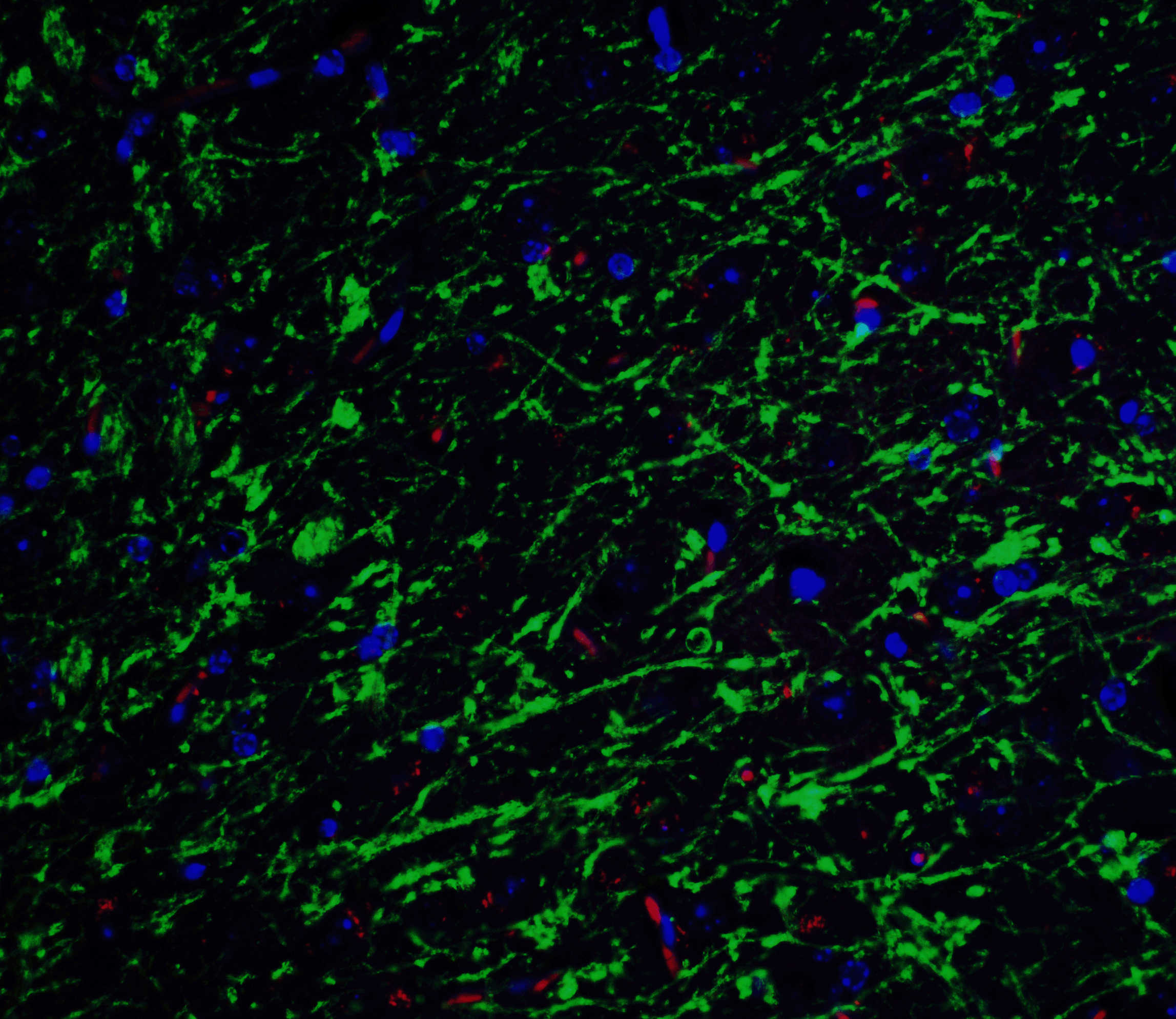 Clusterin Antibody