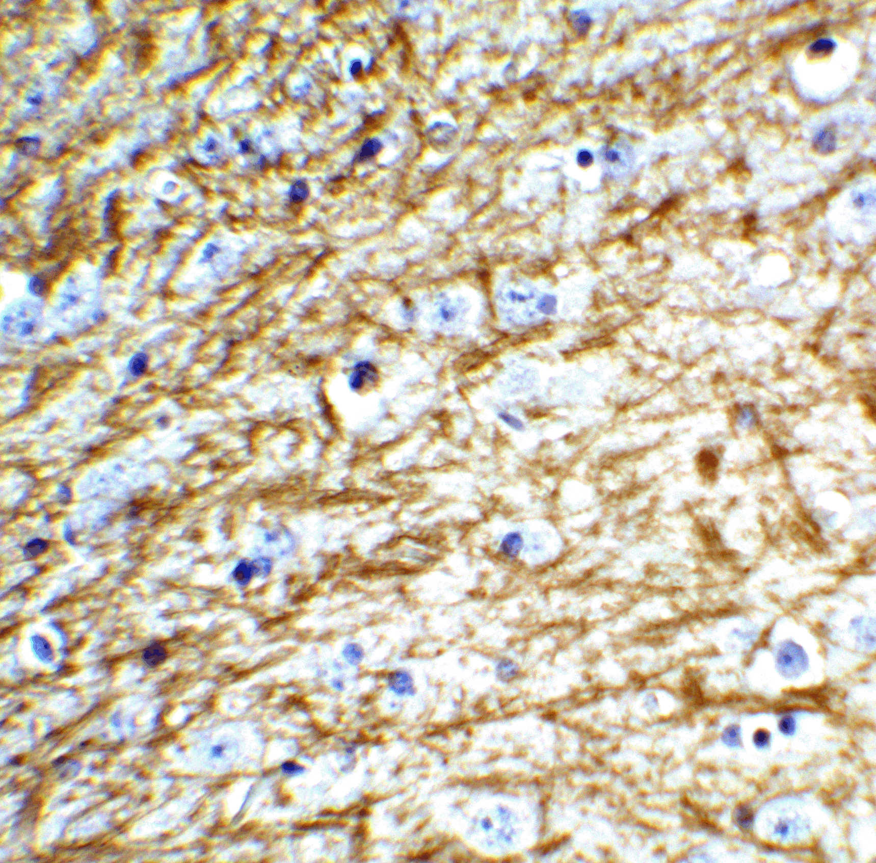 Clusterin Antibody