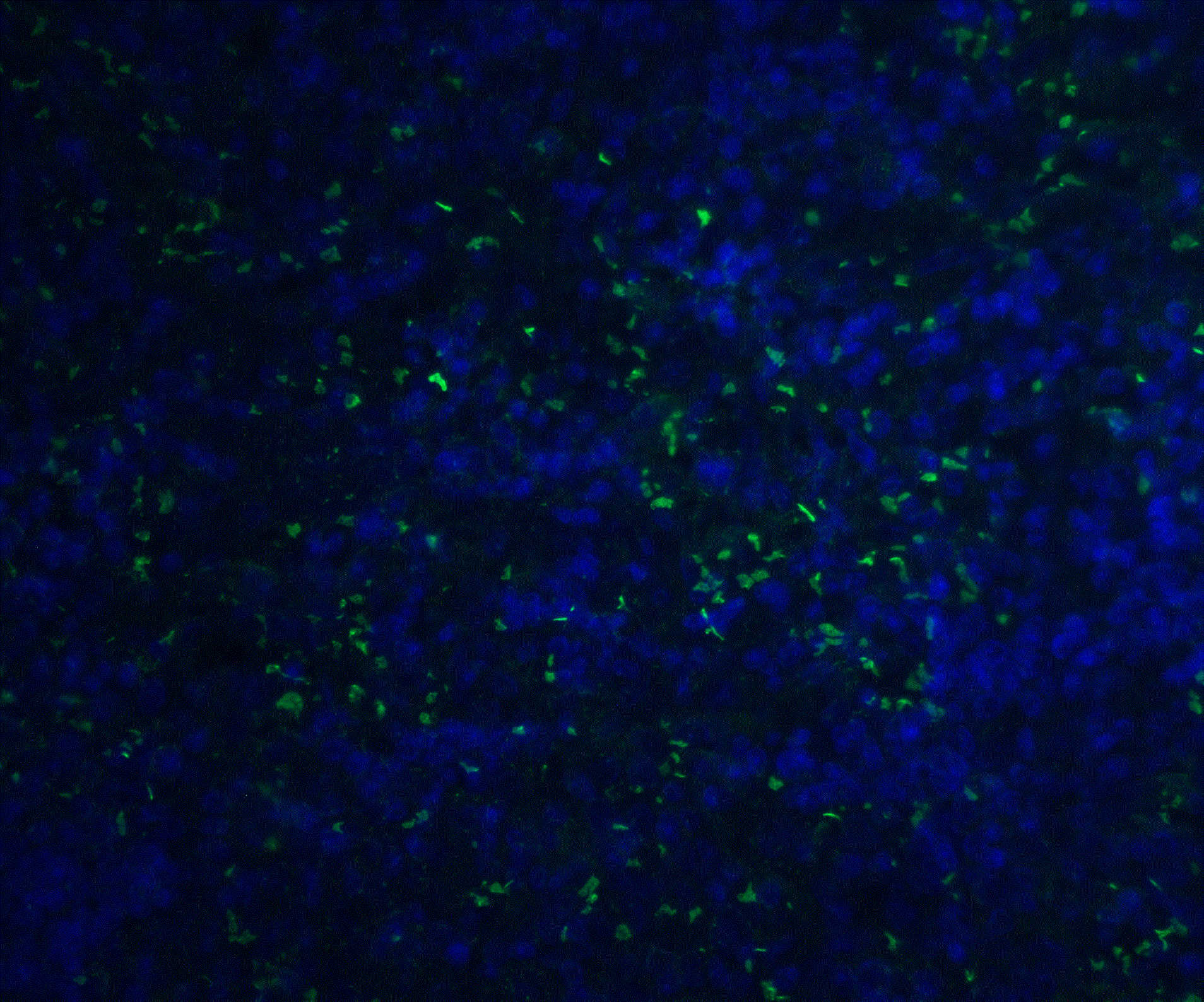 ORAI1 Monoclonal Antibody