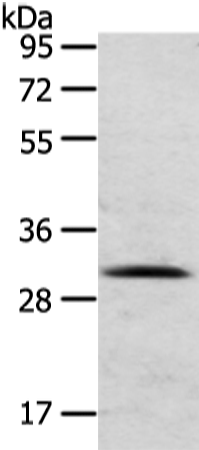 C12orf5 Antibody