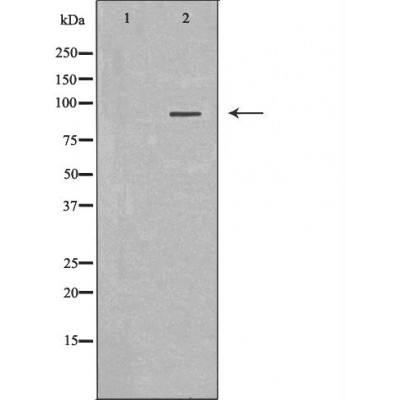 MALT1 antibody