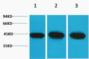 Alpha Smooth Muscle Actin antibody