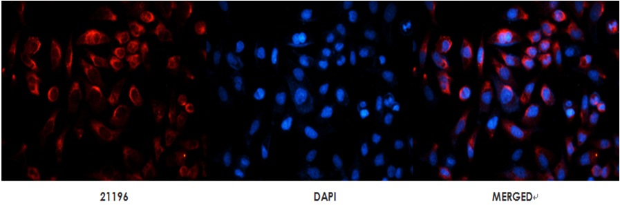 Ephrin-B2(Ab-330) Antibody