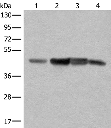 A4GALT Antibody