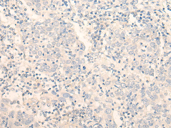 ADGRE3 Antibody