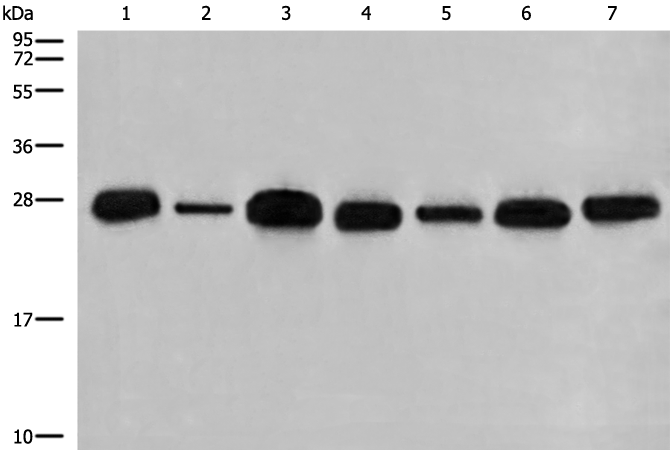 C21orf33 Antibody