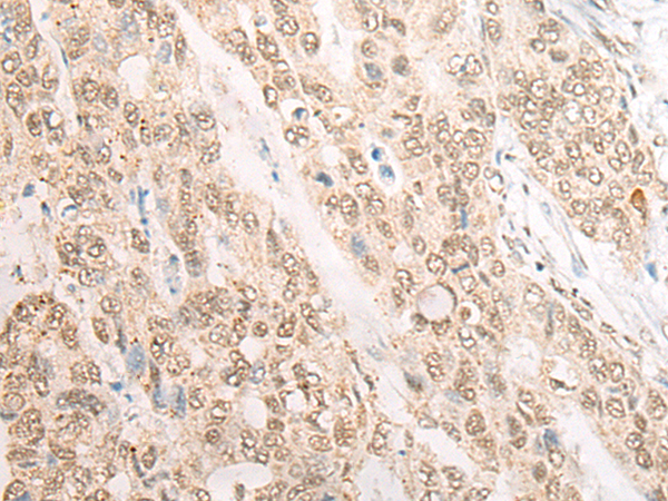 CDX4 Antibody