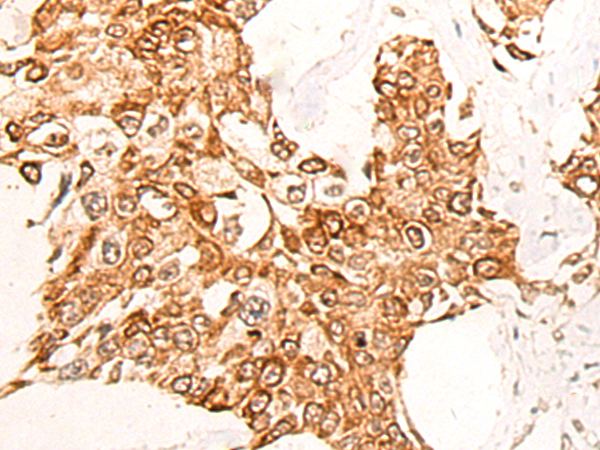 CNOT10 Antibody