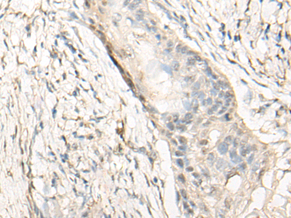 CNOT2 Antibody