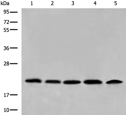 COMMD1 Antibody