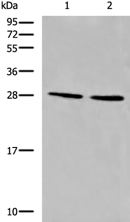 CYB5D1 Antibody