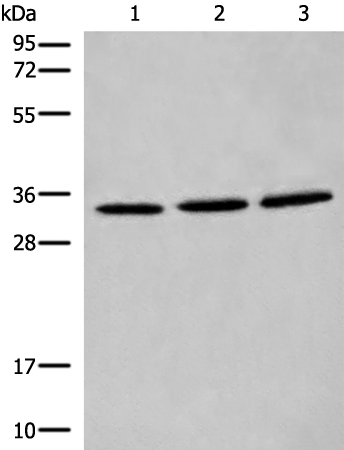 CYB5R1 Antibody