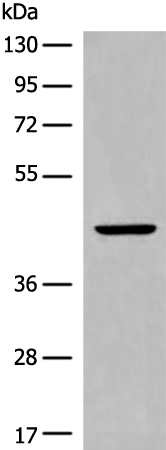 CYSLTR2 Antibody