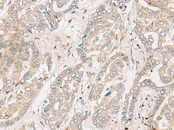 CYTH3 Antibody