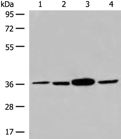 DAPP1 Antibody