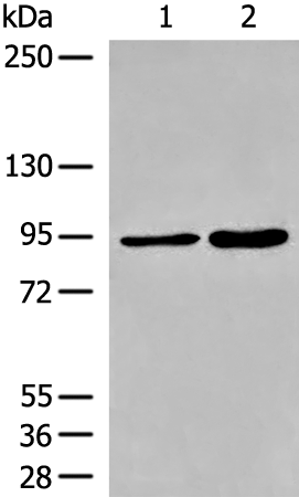 DDHD1 Antibody