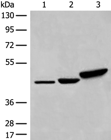 DDOST Antibody