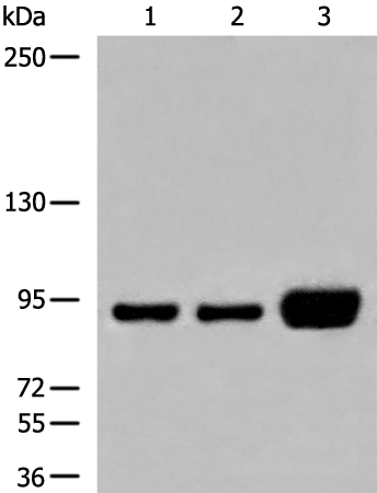 DDX27 Antibody