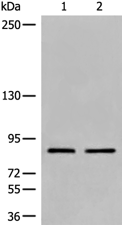 DDX50 Antibody