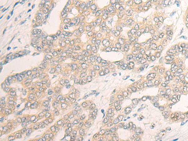 DNAJB4 Antibody