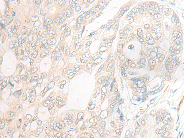 DNAJC9 Antibody