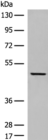 DUSP5 Antibody