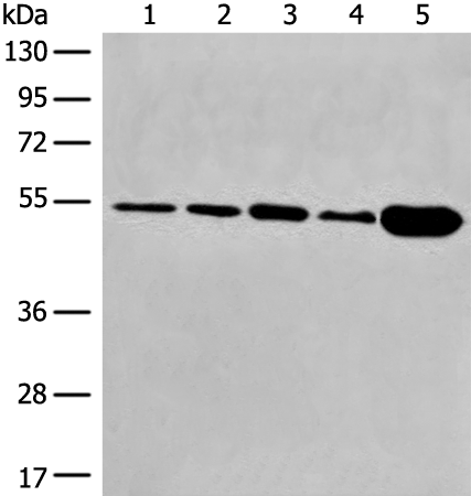 DYNC1LI2 Antibody