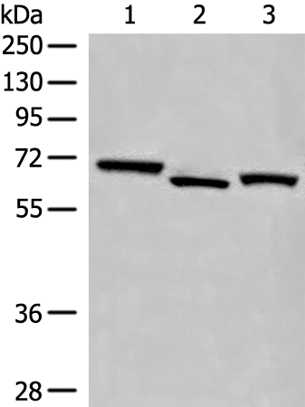 EEPD1 Antibody