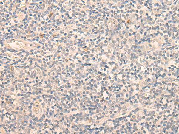 EHD3 Antibody