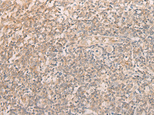 EIF2S1 Antibody